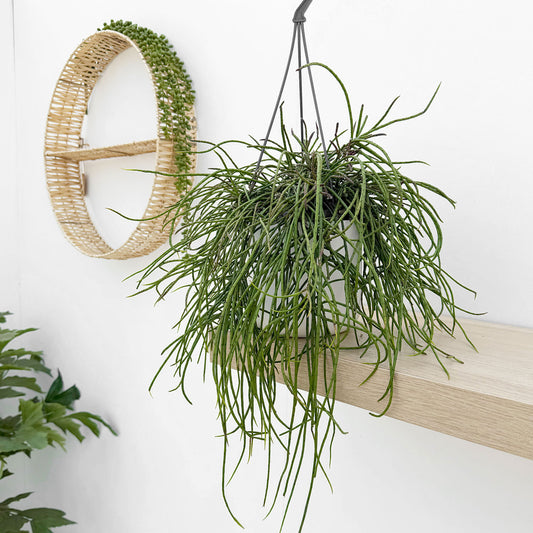 25 - 35cm Rhipsalis Puniceodiscus in Hanging Pot 15cm Pot House Plant