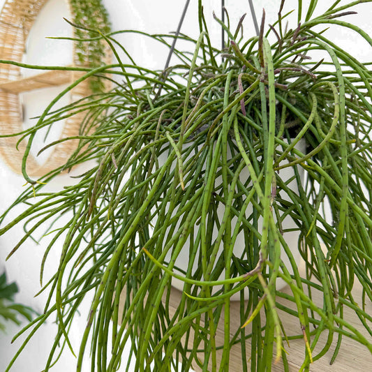 25 - 35cm Rhipsalis Puniceodiscus in Hanging Pot 15cm Pot House Plant
