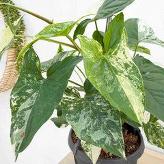 30 - 40cm Syngonium Albo Variegata 17cm Hanging Pot House Plant House Plant