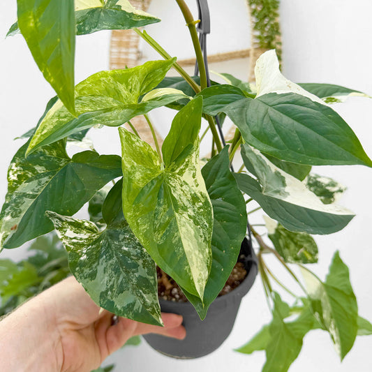 30 - 40cm Syngonium Albo Variegata 17cm Hanging Pot House Plant House Plant