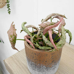 Syngonium Pink Rolli 8cm Pot 10cm Height House Plant
