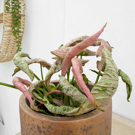 Syngonium Pink Rolli 8cm Pot 10cm Height House Plant
