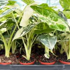 Variegated Alocasia Frydek Elephant Ear Albo Variegata 6cm Pot