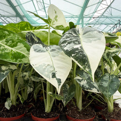 Variegated Alocasia Frydek Elephant Ear Albo Variegata 6cm Pot