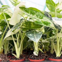 Variegated Alocasia Frydek Elephant Ear Albo Variegata 6cm Pot
