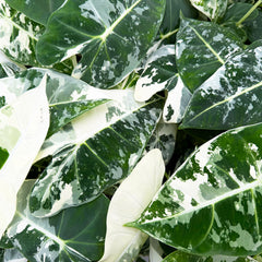 Variegated Alocasia Frydek Elephant Ear Albo Variegata 6cm Pot