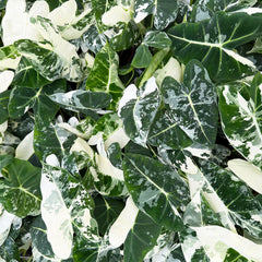 Variegated Alocasia Frydek Elephant Ear Albo Variegata 6cm Pot