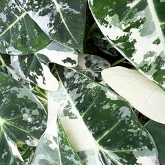 Variegated Alocasia Frydek Elephant Ear Albo Variegata 6cm Pot