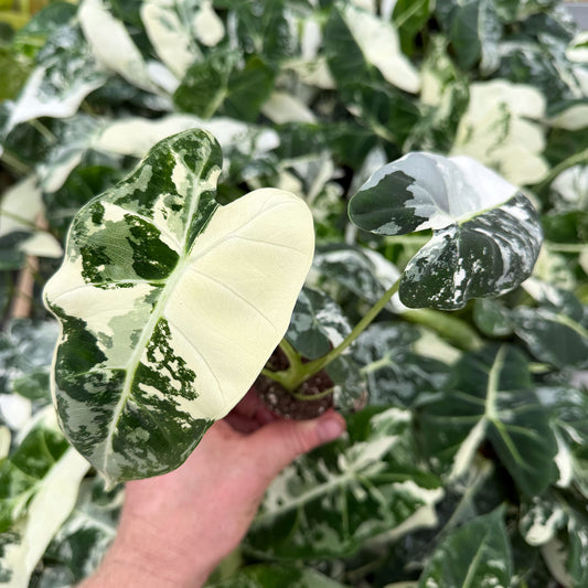 Variegated Alocasia Frydek Elephant Ear Albo Variegata 6cm Pot