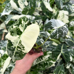 Variegated Alocasia Frydek Elephant Ear Albo Variegata 6cm Pot
