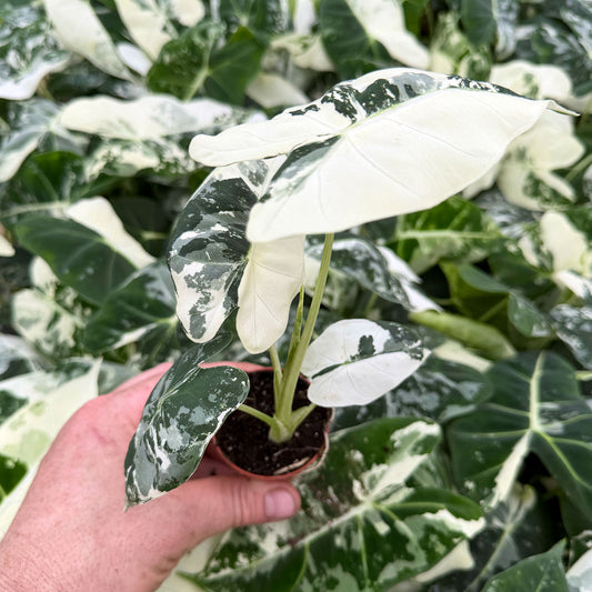 Variegated Alocasia Frydek Elephant Ear Albo Variegata 6cm Pot