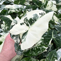 Variegated Alocasia Frydek Elephant Ear Albo Variegata 6cm Pot