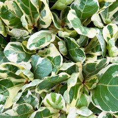 Variegated Ficus Lyrata House Plant 6cm Net