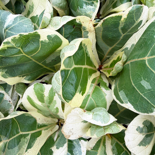 Variegated Ficus Lyrata House Plant 6cm Net