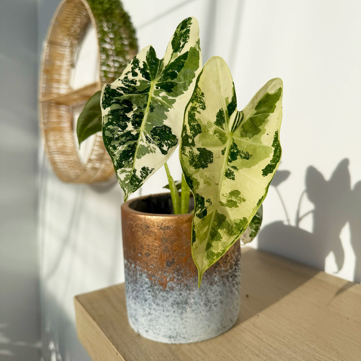 Highly Variegated Alocasia Frydek Elephant Ear Albo Variegata 9cm Pot
