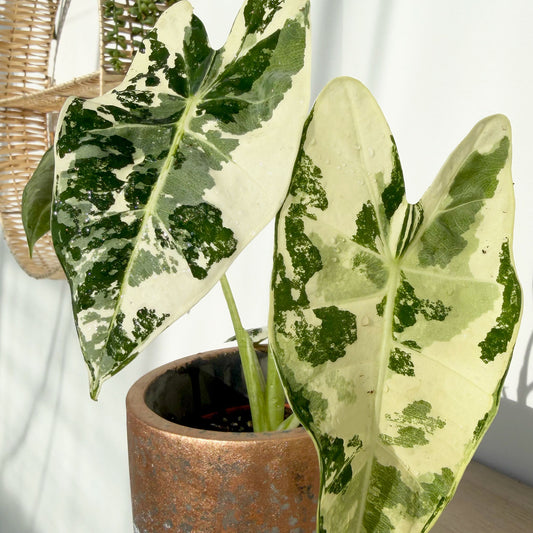 Highly Variegated Alocasia Frydek Elephant Ear Albo Variegata 9cm Pot