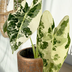 Highly Variegated Alocasia Frydek Elephant Ear Albo Variegata 9cm Pot