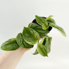 15 - 25cm Scindapsus Peasun 12cm Pot House Plant