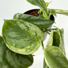 15 - 25cm Scindapsus Peasun 12cm Pot House Plant