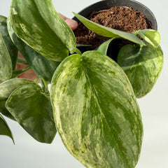 15 - 25cm Scindapsus Peasun 12cm Pot House Plant