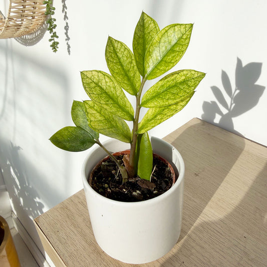 Rare Variegated Zamioculcas Chameleon ZZ Plant 6cm Pot