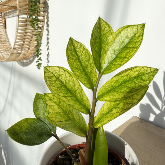 Rare Variegated Zamioculcas Chameleon ZZ Plant 6cm Pot