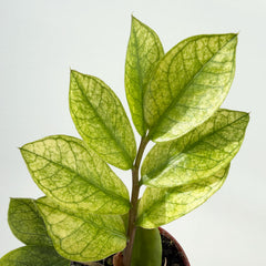 Rare Variegated Zamioculcas Chameleon ZZ Plant 6cm Pot