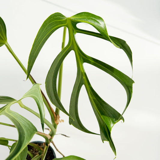 30 - 40cm Mature Monstera Burle Marx Flame 17cm Pot