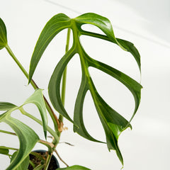 30 - 40cm Mature Monstera Burle Marx Flame 17cm Pot