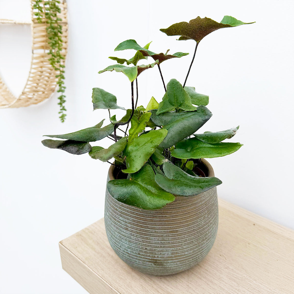 15 - 25cm Hemionitis Arifolia 12cm Pot House Plant