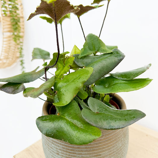 15 - 25cm Hemionitis Arifolia 12cm Pot House Plant