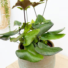 15 - 25cm Hemionitis Arifolia 12cm Pot House Plant