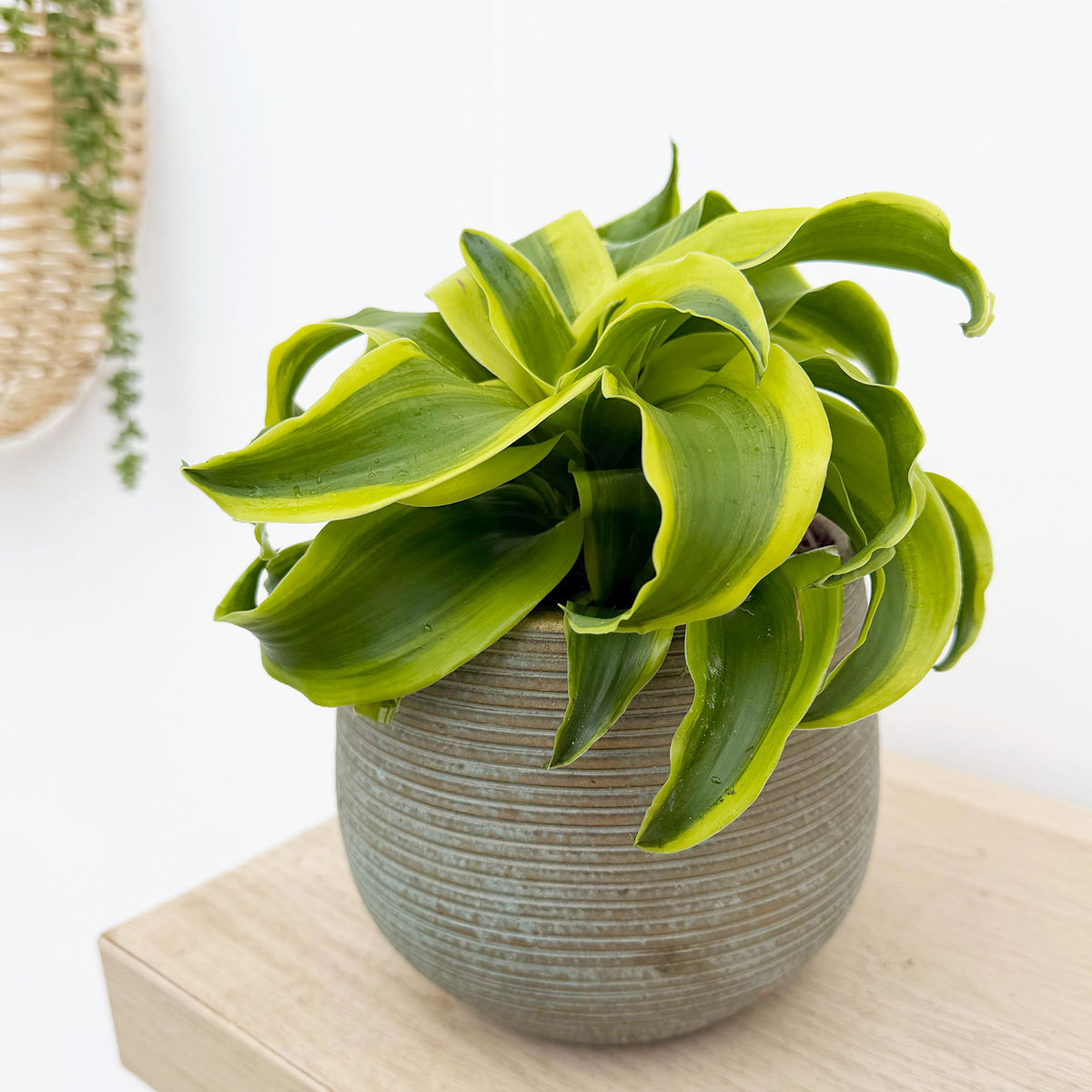 15 - 25cm Dracaena Lemon Tornado 12cm Pot House Plant