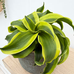 15 - 25cm Dracaena Lemon Tornado 12cm Pot House Plant