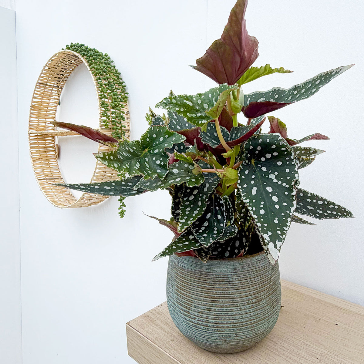 25 - 35cm Begonia Maculata Green 12cm Pot House Plant