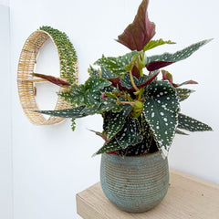 25 - 35cm Begonia Maculata Green 12cm Pot House Plant