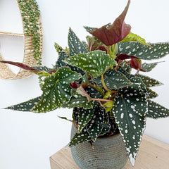 25 - 35cm Begonia Maculata Green 12cm Pot House Plant