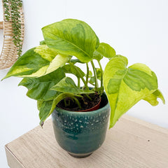 15 - 25cm Epipremnum Lemon Joy 10cm Pot House Plant
