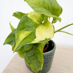 15 - 25cm Epipremnum Lemon Joy 10cm Pot House Plant