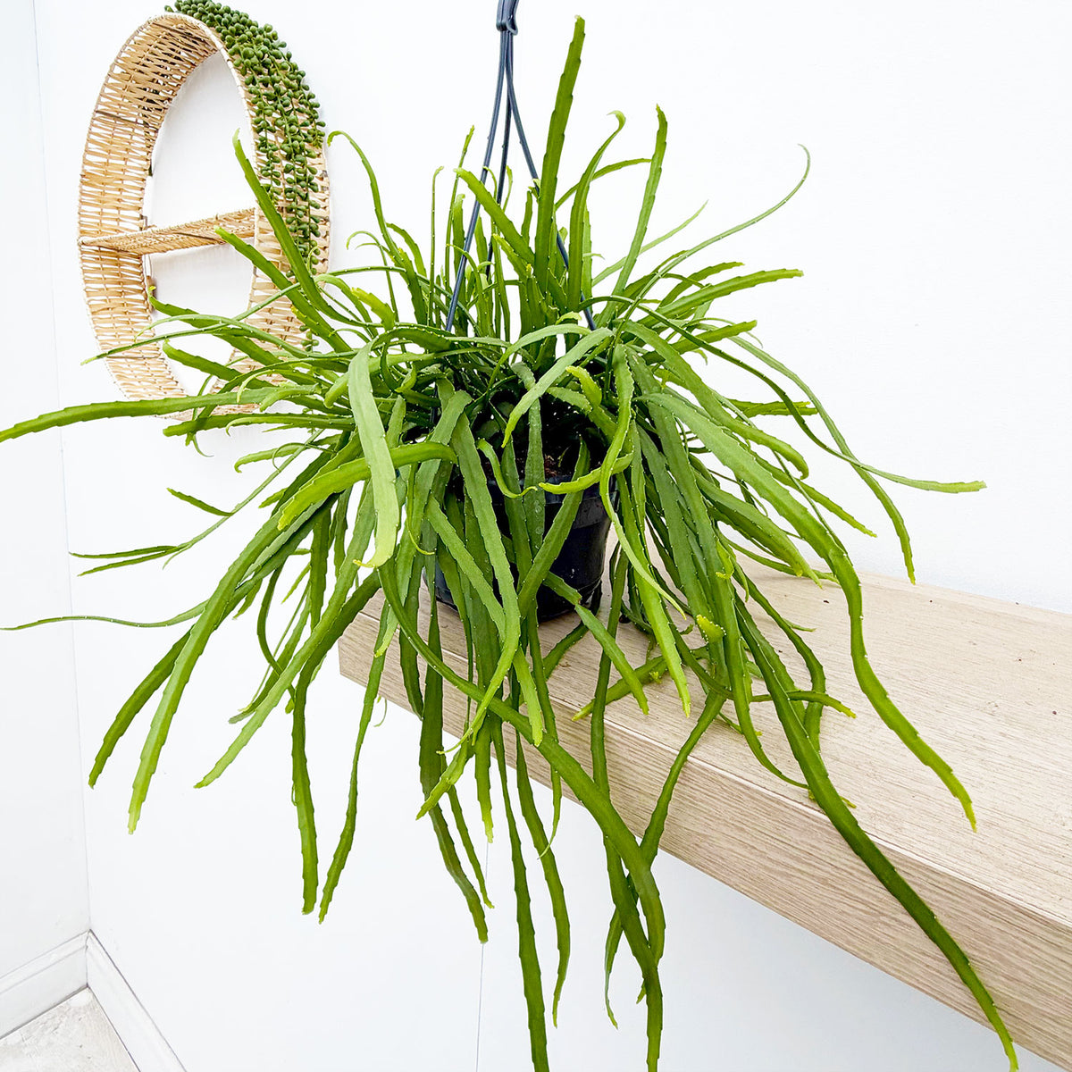 30 - 35cm Rhipsalis Holvianum in Hanging Pot 14cm Pot House Plant