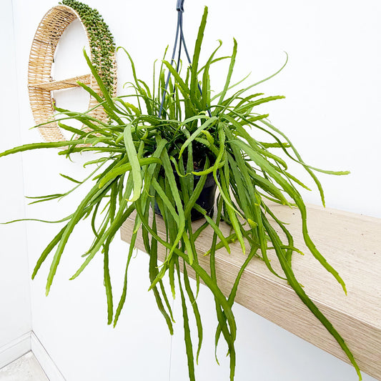 30 - 35cm Rhipsalis Holvianum in Hanging Pot 14cm Pot House Plant