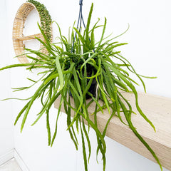 30 - 35cm Rhipsalis Holvianum in Hanging Pot 14cm Pot House Plant