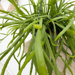 30 - 35cm Rhipsalis Monacantha in Hanging Pot 14cm Pot House Plant