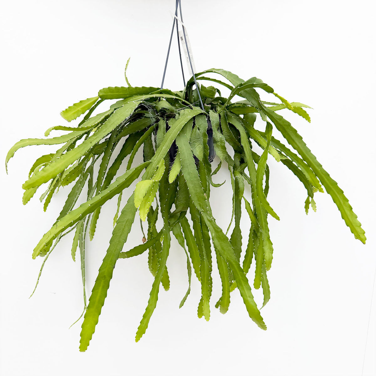 30 - 35cm Rhipsalis Monacantha in Hanging Pot 14cm Pot House Plant
