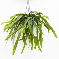 30 - 35cm Rhipsalis Monacantha in Hanging Pot 14cm Pot House Plant
