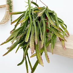 40 - 50cm Lepismium Cruciforme in Hanging Pot 20cm Pot House Plant