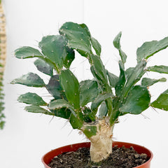 20 - 25cm Mini Opuntia House Plant 12cm Pot