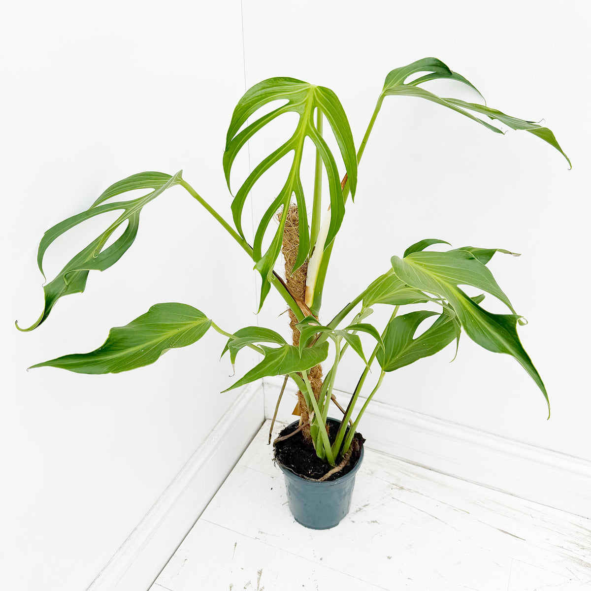 50 - 60cm Mature Monstera Burle Marx Flame On Mosspole 17cm Pot
