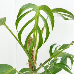 50 - 60cm Mature Monstera Burle Marx Flame On Mosspole 17cm Pot