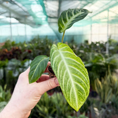 Xanthosoma Lindenii Houseplant 6cm Pot
